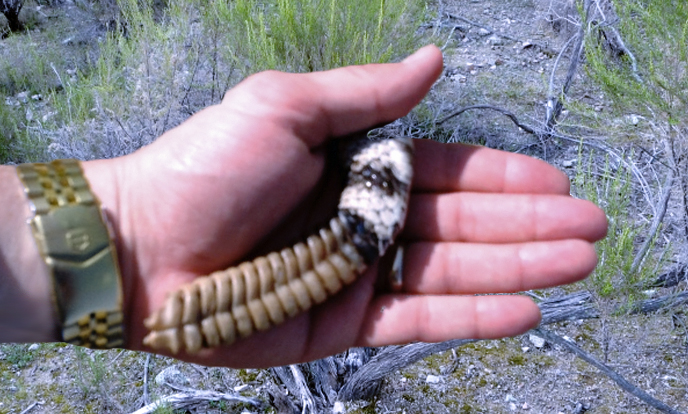 rattlesnake tail