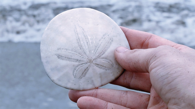 sand dollar